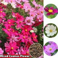 ราคา [Good Seed] พร้อมจัดส่ง เมล็ดพันธุ์ดาวเปอร์เซียที่ปลูกง่าย เมล็ดสด 100% ราคาถูก 1 ถุง 100 เมล็ด ผสมสี แพ็ค เมล็ดพันธุ์ดาวเปอร์เซียที่ปลูกได้ทั่วไทย เมล็ดพันธุ์ดาวเปอร์เซียแท้ 100 (1729991166966401902)