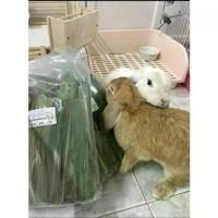 ราคา COD สุดคุ้ม ใบหญ้าหวานอิสราเอล 3 กก สำหรับสัตว์ฟันแทะ กระต่าย เต่า แกสบี้ โปรตีนสูง (1731593878307177842)