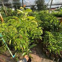 ราคา ต้นมันปู ผักพื้นบ้าน สมุนไพร (1732424579014690686)