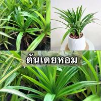 ราคา ต้นเตยหอม เป็นพืชล้มลุกประเภทไม้ใบเลี้ยงเดี่ยว มีลักษณะเป็นกอ ใบยาวเรียวคล้ายใบหอก ปลายใบแหลม ขอบใบเรียบ มีกลิ่นหอมเฉพาะตัวจากน้ำมันหอมระเหยในใบ นิยมนำมาใช้ประโยชน์หลากหลาย ทั้งใ (1732087379916785259)