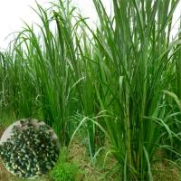 ราคา เมล็ดหญ้าแนเรีย Eitakea, 500 ชิ้น/ถุง, Pennisetum purpureum สมุนไพร, ไม่จีเอ็มโอ, สีเขียว, เหมาะสำหรับทำสวน, หญ้าเนเปียร์, สำหรับระเบียง (1731750166130493340)