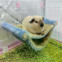 ราคา เปลญวนสำหรับสัตว์เลี้ยงขนาดเล็ก 1 ชิ้น ขนาดเล็กและใหญ่ เหมาะสำหรับฤดูหนาว เปลญวนหนูอบอุ่น เปลญวนสัตว์เลี้ยงสองชั้น ทำจากผ้ากำมะหยี่เนื้อนุ่ม เหมาะสำหรับเตียงสองชั้นบกรง สำหรับนอน (1731614506046425439)