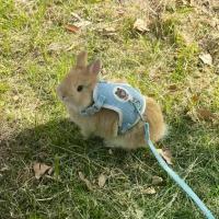 ราคา สายจูงกระต่ายหมูกินี, ปรับได้, สากล, เหมาะสำหรับหมูกินี, คนแคระ, หนูแฮมสเตอร์, และกระต่าย, สายจูงกระต่ายสัตว์เลี้ยง, กลางแจ้ง, พิเศษ, ปี 2025 (1732067326313990055)