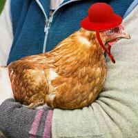 ราคา หมวกหัวสัตว์เลี้ยง, ของใช้ในครัวเรือน, สำหรับไก่และสัตว์เลี้ยงขนาดเล็กอื่น ๆ , อุปกรณ์เสริมไก่, หมวกด้านบนของไก่, เหมาะสำหรับไก่, เป็ด, นกแก้ว, หนูแฮมสเตอร์, สัตว์ปีก (1731472367189329126)