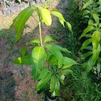 ราคา ต้นมะม่วงเบาใต้ (เสียบยอด) ต้นล่ะ 100 บาท มะม่วง สายพันธุ์ เบาใต้ เสียบยอดปลูกปีเดียวติดผล ผลดกมาก รสเปรี้ยว จิ้มน้ำปลาหวานอร่อยมาก ชอบแดด ชอบน้ำ (1731210088331577105)