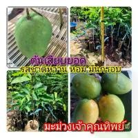 ราคา ต้นพันธุ์ไม้ มะม่วง เจ้าคุณทิพย์ ต้นเสียบยอด ผลมีรสหวาน กรอบ หอม มัน ไม่ทีติดเปรี้ยว พร้อมจัดส่ง (1731009567880219165)