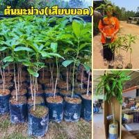 ราคา 1 ต้น มะม่วง(ถุงกลาง)ต้นเสียบยอด ทุกสายพันธุ์ ต้น45-50 เซนขึ้น (1731382826078603040)