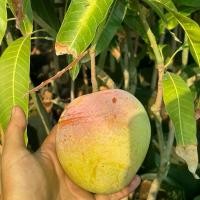 ราคา มะม่วงR2E2หรือมะม่วงแอปเปิ้ล (เสียบยอดพันธุ์แท้) ต้นมะม่วงอาทูอีทู สีสวย แปลกตา ทานได้ทั้งสุกและดิบ ผลมีลักษณะกลม เนื้อแข็ง ผลค่อนข้างใหญ่ มีต้นพันธุ์พร้อมส่ง (1730288776901462156)