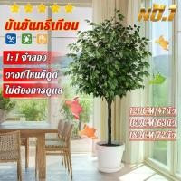 ราคา ต้นไทรเกาหลี ต้นไม้ปลอม ต้นไม้ปลอมใหญ ต้นไม้ปลอมสวยๆ ต้นไม้แต่งห้อง จัดส่ง 24 ชม.120/160/180CM (1732241619458098658)