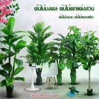 ราคา Yihan ต้นไม้ปลอม ไม้ประดับ ตกแต่งบ้าน ไม้มงคล1589-1 ขายร้อน flowers (1731618774485600701)