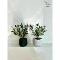 ราคา ต้นไม้ปลอม Little Olive กระถางเซรามิค 12 cm สูงรวม 33 cm (1732753031674365840)