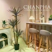 ราคา ต้นจันผา ( Dracaena loureiri) ต้นจันทร์แดง ต้นไม้ปลอม ไม้มงคล สำหรับตกแต่งบ้าน (มีสินค้าพร้อมส่งจากไทย) (1730939281539041624)