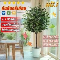 ราคา ต้นไทรเกาหลี ต้นไม้ปลอม ต้นไม้ปลอมใหญ ต้นไม้ปลอมสวยๆ ต้นไม้แต่งห้อง จัดส่ง 24 ชม.120/160/180CM ที่นิยมมากที่สุด (1732359157665793063)