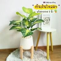 ราคา COD (พร้อมส่ง) ต้นเงินไหลมา พร้อมกระถาง 7นิ้ว แถมฟรี !! หินโรย ต้นไม้ปลอม (1732249904501721010)