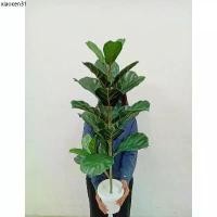 ราคา คลังสินค้า ต้นไม้ปลอม ต้นไทรใบสักปลอม สูง 95 ซม. กระถางสีขาว + หิน!!! (1732497143882352044)