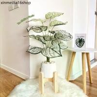 ราคา ♭ต้นไม้ปลอม(ฟรี!!หินโรย) ต้นออมเงินขนาดสูง 60-72 cm ตั้งพื้นหัวเตียง ต้นไม้มงคล พร้อมกระถางและหินสีขาว※ (1731976015863580133)