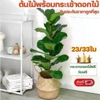 ราคา 【การรับรอง:ซื้อแพงคืนเงินส่วนต่าง】GAIDING ต้นไม้ปลอม ต้นไม้มงคล ฟรีกระถางดอก+หินตกแต่ง ต้นไม้ตกแต่งมินิมอล แนะนำ (1732466840204051495)