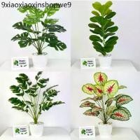 ราคา PlantsCenter P005 ต้นไม้ปลอม(ฟรีหินโรย)ต้นไทรใบสัก มอนสเตอร่า ฯลฯ สูง40-105ซม.พร้อมกระถางและหินสีขาว (1732428518702548269)