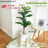 ราคา ต้นไม้ปลอม(ฟรี!!หินโรย) ต้นไทรใบสัก,มอนสเตอร่า ฯลฯ สูง40-78ซม. ต้นไม้มงคล พร้อมกระถางและหินสีขาว (1732587818907305825)