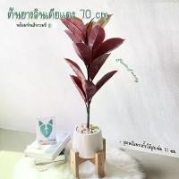 ราคา ต้นไม้ปลอม(ฟรี!!หินโรย) ต้นยางอินเดียแดง สูง70ซม. ตั้งหน้าทีวี ตั้งโต๊ะและหัวเตียง ต้นไม้มงคล พร้อมกระถางและหินสีขาว (1729617167418559179)