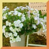 ราคา จําลองการตกแต่งบ้านดอกมะลิ Flowers tearsonawitheredflower ดอกเดซี่ ต้นปรง ต้นสน ดอกกล้วยไม้ พุ่มกฐินสวยๆ ต้นกฐินสวยๆ ต้นจันผาไม้มงคล กุหลาบ ต้นไม้ปลอม ดอกไม้ ใบลานตากแห้งทํากระ (1731127279589034139)