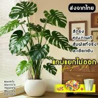 ราคา แทบแยกไม่ออก สมจริงสมจัง ต้นไม้ปลอม เต่าหลัง ซาโนะโคอิ ต้นไม้มงคลปลอม ต้นไม้ประดิษฐ์ ต้นไม้ตกแต่ง ต้นไม้ปลอมสวยๆ ต้นไม้ปลอมใหญ่ ต้นไม้เทียม ต้นไม้มงคลสวยๆ พืชประดิษฐ์ มอนสเตอร่า (1732804862309598544)