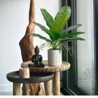 ราคา ต้นไม้ปลอม สูง 60-78 cm ต้น มงคลเศรษฐี ปลอม ตั้งโต๊ะ ข้างทีวี ต้นไม้มงคล (1731579663002339136)