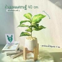 ราคา ต้นไม้ปลอม(ฟรี!!หินโรย) ต้นมงคลเศรษฐี สูง40ซม. ตั้งหน้าทีวี ตั้งโต๊ะและหัวเตียง ต้นไม้มงคล พร้อมกระถางและหินสีขาว (1729613863503432395)