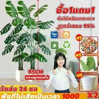 ราคา ซื้อ 1 แถม 1 ราคาถูกที่สุดต้นไม้มงคลปลอม ฟรีกระถางดอกไม้ต้นไม้+หินตกแต่ง85CM12ใบ กระถาง สไตล์นอร์ดิก ในบ้าน ต้นไม้มงคล ต้นไม้ประดิษฐ์ ต้นไม้ปลอม ต้นไม้ปลอมสวยๆ ต้นไม้ปลอมใหญ่ ต้น (1731357619282545018)