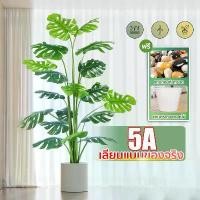 ราคา ต้นไม้ปลอม ความจำลอง 99%ต้นไม้มงคลปลอม 85cm/18ใบ ฟรีกระถางดอกไม้ต้นไม้+หินตกแต่ง สไตล์นอร์ดิก ในบ้าน ต้นไม้มงคล ต้นไม้ประดิษฐ์ ต้นไม้ปลอม ต้นไม้ปลอมตกแต่งบ้าน ต้นไม้มงคลสวยๆต้นไม (1731375467178396368)