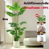 ราคา ซื้อ 1 แถม 1 ราคาถูกที่สุด ต้นไม้มงคลปลอม ฟรีกระถางดอกไม้ต้นไม้+หินตกแต่ง85CM12ใบ กระถาง สไตล์นอร์ดิก ในบ้าน ต้นไม้มงคล ต้นไม้ประดิษฐ์ ต้นไม้ปลอม ต้นไม้ปลอมสวยๆ ต้นไม้ปลอมใหญ่ ต้ (1731405810582522148)
