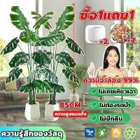 ราคา ราคาถูกที่สุดต้นไม้มงคลปลอม ฟรีกระถางดอกไม้ต้นไม้+หินตกแต่ง85CM12ใบ กระถาง สไตล์นอร์ดิก ในบ้าน ต้นไม้มงคล ต้นไม้ประดิษฐ์ ต้นไม้ปลอม ต้นไม้ปลอมสวยๆ ต้นไม้ปลอมใหญ่ ต้นไม้เทียม ต้นไม้แต่งห้อง (1731376207
