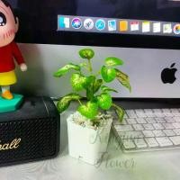 ราคา ต้นไม้มงคล ต้นไม้ปลอม(พร้อมกระถาง) มินิมอล (1729710284066883600)