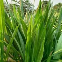 ราคา ใบหญ้าหวานอิสราเอล หญ้าเนเปียร์เเคระ (Pennisetum purpureum cv. Mahasarakham) Organic อาหารกระต่าย หนูแกสบี้ คอร์ดั๊ก ไก่ แพะ แกะ 1 กิโลกรัม (1732132362894936541)