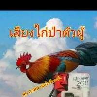 ราคา เสียงไก่ป่าตัวผู้SD CARD เมมโมรี่การ์ด (1731565665565247193)