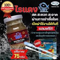 ราคา อาหารปลา ไรแดง UHT สำหรับ ปลาหางนกยูง ปลากัด ปลาสวยงาม ฟรี!! อาหารสำหรับปลาขนาดเล็กทุกชนิด และ ช้อนตัก+หลอดห (1732736760669635885)