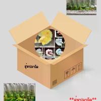 ราคา * เซตจุ่ม ป ล า กัดหม้อ * ป ล า กัดหม้อ สวยงาม อาหารปลา ปลา กัดหม้อ อาหาร (1732723011726247140)