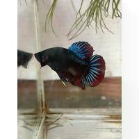 ราคา น้ำหมักใบหูกวาง สีเสียด และ เปลือกหูกวาง สารแทนนินเข้มข้น อาหารปลา (1731700889304991971)