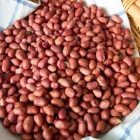ราคา [COD] ถั่วลิสง ถั่วลิสง เมล็ดไซส์ใหญ่ บรรจุ 1 กก. ถั่วลิสงดิบ คัดเกรด สวย สด ใหม่ (1731942496900711923)