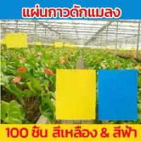 ราคา แผ่นกาวดักแมลง ขนาด 20x25cm. แพ็ค 20 แผ่น กำจัดแมลง เพลี้ย แมลงหวี่ แมลงวันทอง แผ่นกาวดักแมลง กาวเหนียว 2 ด้าน กาวดักแมลงวันทอง สีเหลือง สีฟ้า (1732239759350990699)