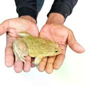 ราคา กบแช่แข็ง ทำให้พร้อมทาน 1 กิโลกรัม (1kg) 4-6ตัว พร้อมส่ง อาหารแช่แข็ง (1732151762360633438)