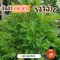 ราคา ต้นจิงจูฉ่าย (White mugwort) H19 พุ่มแน่น ต้นแข็งแรง #ผักสวนครัว #สมุนไพรไทย (1729652840544569741)
