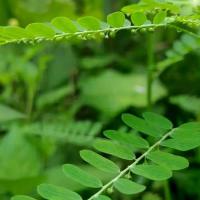 ราคา สมุนไพร ลูกใต้ใบชนิดอบแห้ง สมุนไพรไทย บรรจุถุงขนาด100กรัม (1731799157092615894)