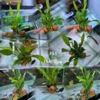 ราคา ต้นไม้น้ำ ไม้น้ำประจำตู้ปลา ไม้น้ำอ่างปลา ไม้น้ำเลี้ยงง่าย (1732316833435452976)