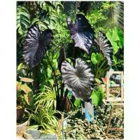 ราคา ต้นไม้น้ำ เลี้ยงได้ทั้งในน้ำและดินธรรมดา สำดำเข้มๆ colocasia black coral.โคโลคาเซีย แบล็คโครอล (1731960803163277452)