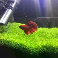 ราคา ดินปลูกไม้น้ำ ดินรองพื้นตู้ปลา สำหรับพืชน้ำ ต้นไม้น้ำ ตู้ปลา หญ้าน้ำ ตกแต่งภูมิทัศน์ตู้ปลา (1731315043681733474)