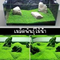 ราคา เมล็ดไม้น้ำ ต้นไม้น้ำ ต้นไม้แต่งตู้ปลา ตู้กุ้ง พืชไม้น้ำ มี 7 ชนิดให้เลือก ปลูกง่าย โตไว รักษาง่าย (1731315073305119586)