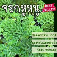 ราคา จอกหูหนู จอกรังผึ้ง ต้นไม้น้ำ เลี้ยงปลา (1729784788459293679)