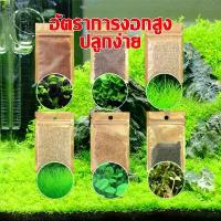 ราคา เมล็ดไม้น้ำตู้ปลา เมล็ดพันธฺุไม้น้ำ ดินปลูกไม้น้ำ หญ้าไม้น้ำ ดินใส่ตู้ปลา ของตกแต่งตู้ปลา ตู้ปลา ตู้ปลาขนาดเล็กถุงใหญ่ ตกแต่ง ตู้ปลา (1732523697976411793)