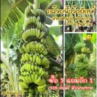 ราคา (ซื้อ1แถมอีก1) กล้วยน้ำว้ายักษ์ แข็งแรง สายพันธุ์ดี ทุกหน่อแช่น้ำยาเร่งราก + ยาฆ่าเชื้อ มีคู่มือการปลูก ส่งฟรี (1732725607875249307)